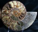 Huge Split Ammonite Pair - Agatized #7579-1